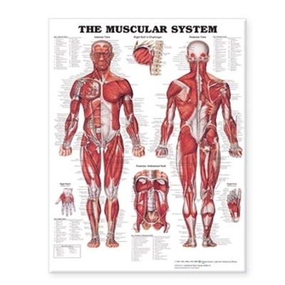 Muscular System - Large Decal Chart -  Anatomical Chart Company