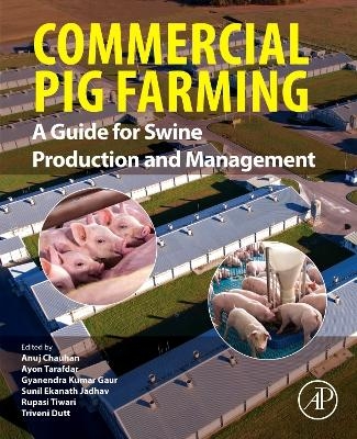 Commercial Pig Farming - 