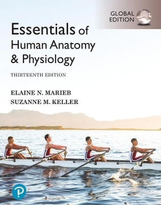 Essentials of Human Anatomy & Physiology, Global Edition -- ACCUMULATOR - Elaine Marieb, Suzanne Keller