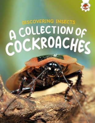 Discovering Insects: A Collection of Cockroaches - Rebecca Storm