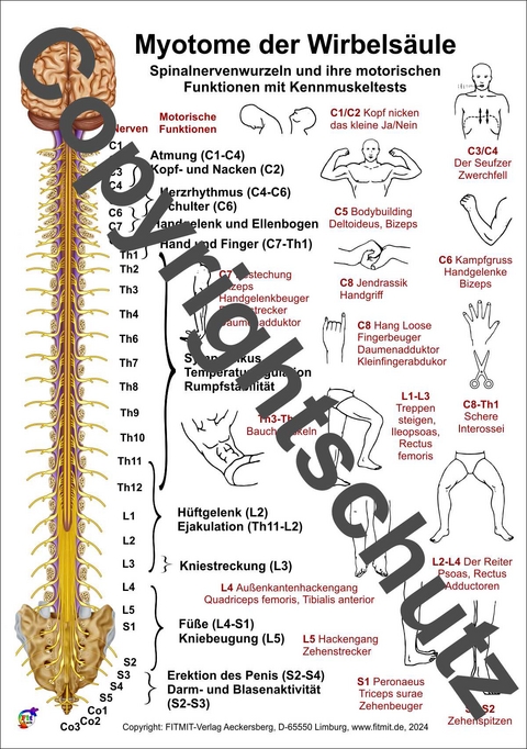 Myotome der Spinalnerven - Tanja Aeckersberg