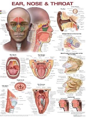 Ear, Nose, and Throat Anatomical Chart - Anatomical Chart Company