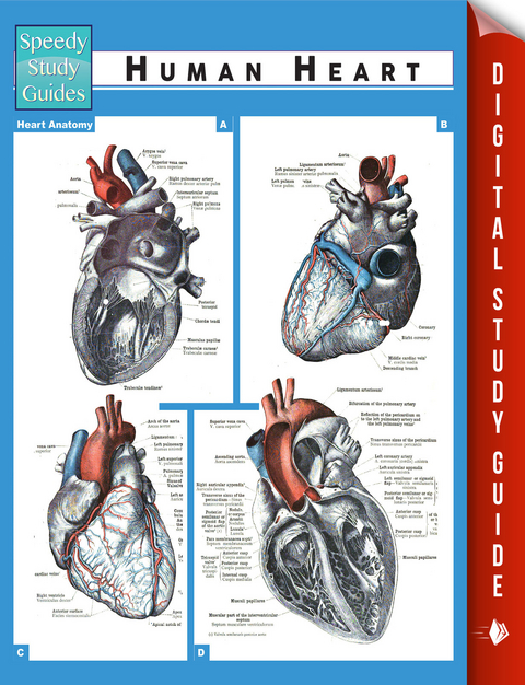 Human Heart (Speedy Study Guides) -  Speedy Publishing