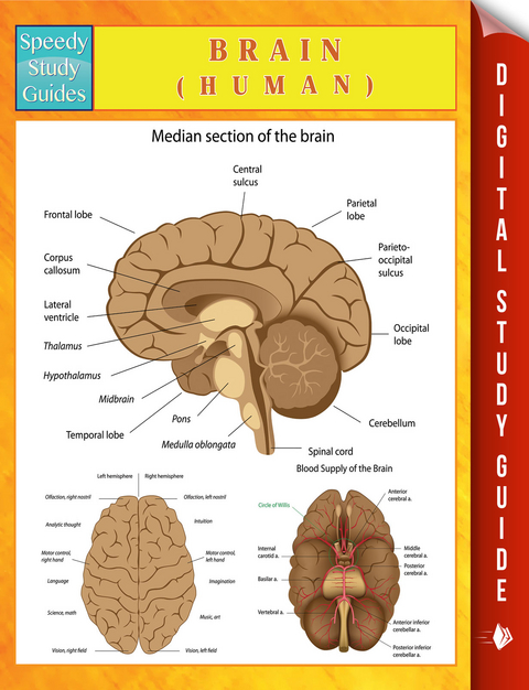 Brain (Human) -  Speedy Publishing