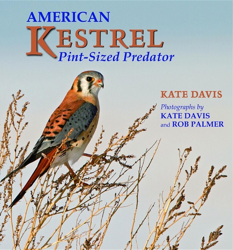 American Kestrel -  Kate Davis