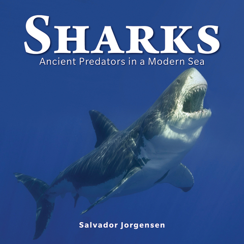 Sharks -  Salvador Jorgensen