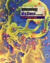 Immunology at a Glance - Playfair, J. H. L; Chain, B. M