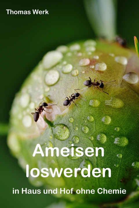 Ameisen loswerden - Thomas Werk