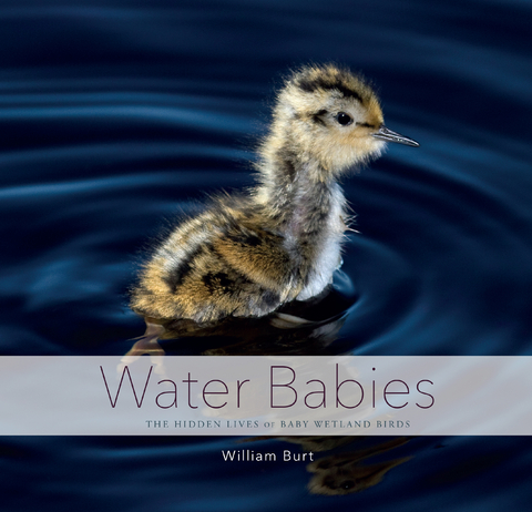 Water Babies: The Hidden Lives of Baby Wetland Birds - William Burt