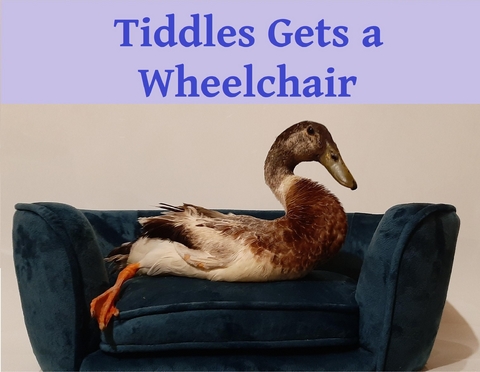 Tiddles Gets a Wheelchair - Alicia Taylor