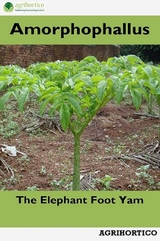 Amorphophallus - Agrihortico Cpl