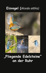 Eisvogel (Alcedo atthis) -  fotolulu