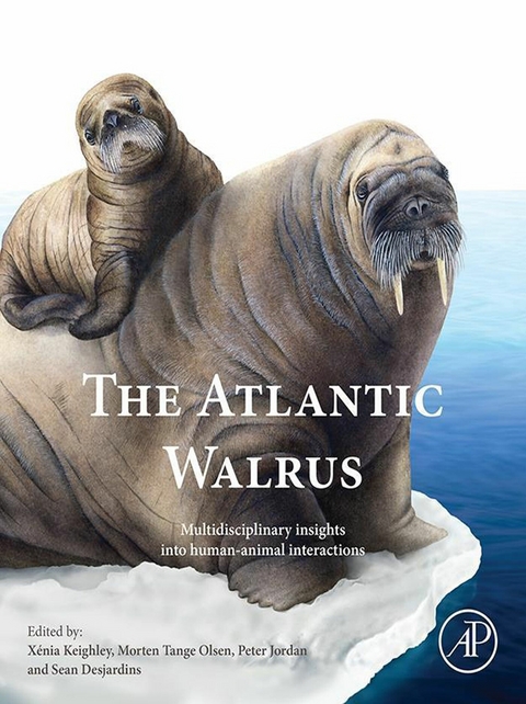 Atlantic Walrus - 