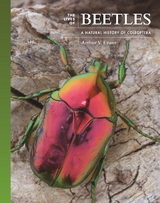 Lives of Beetles -  Arthur V. Evans