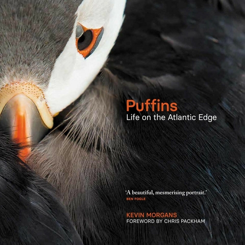 Puffins - Kevin Morgans