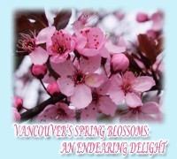 Vancouver's Spring Blossoms -  Rowena Kong