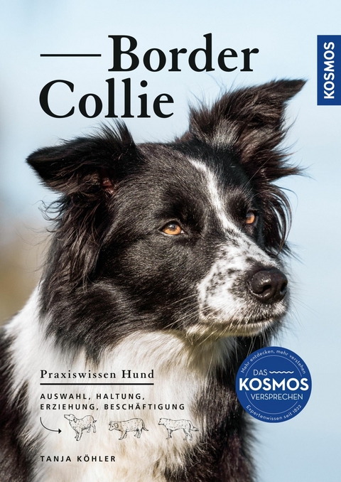 Border Collie - Tanja Köhler