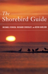 Shorebirds - 