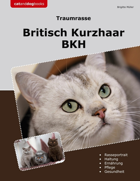 Traumrasse Britisch Kurzhaar - Brigitte Müller