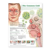 Understanding the Common Cold Anatomical Chart - 