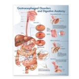 Gastroesophageal Disorders and Digestive Anatomy Chart - 