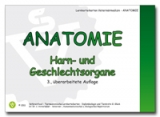 Anatomie: Harn- und Geschlechtsorgane - Glück, Gabriele