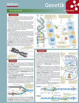 Lerntafel: Genetik im Überblick