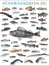 Süßwasserfische / Freshwater Fish / Poisson d' eau douce, Poster - 