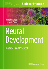 Neural Development - 