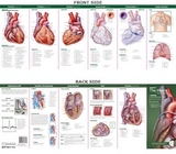 Anatomical Chart Company's Illustrated Pocket Anatomy: Anatomy of The Heart Study Guide - 