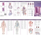 Anatomical Chart Company's Illustrated Pocket Anatomy: The Circulatory System Study Guide - 