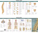 Anatomical Chart Company's Illustrated Pocket Anatomy: The Vertebral Column & Spine Disorders Study Guide - 