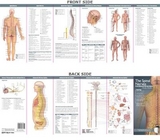 Anatomical Chart Company's Illustrated Pocket Anatomy: The Spinal Nerves & the Autonomic Nervous System Study Guide - 