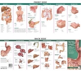 Anatomical Chart Company's Illustrated Pocket Anatomy: Anatomy & Disorders of The Digestive System Study Guide - 