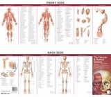 Anatomical Chart Company's Illustrated Pocket Anatomy: The Muscular & Skeletal Systems Study Guide - 