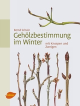 Gehölzbestimmung im Winter - Schulz, Bernd