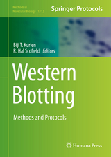 Western Blotting - 