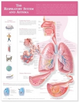 The Respiratory System and Asthma Anatomical Chart - 