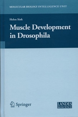 Muscle Development in Drosophilia - HELEN SINK