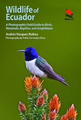 Wildlife of Ecuador -  Andres Vasquez Noboa