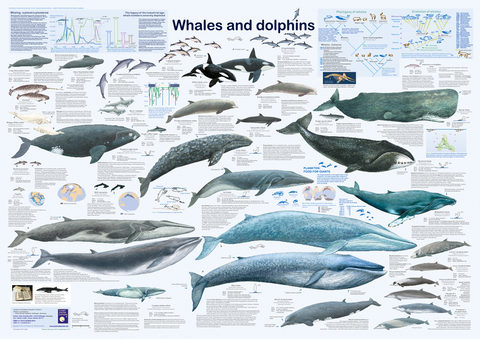 Whales and dolphins - R Krätzner, F W Welter-Schultes