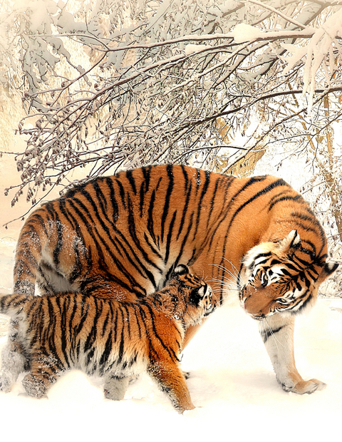 Fantasy Notizbuch: Tiger im Schnee - weiße Seiten mit Eckmotiv - Samuriel Sternenfeuer