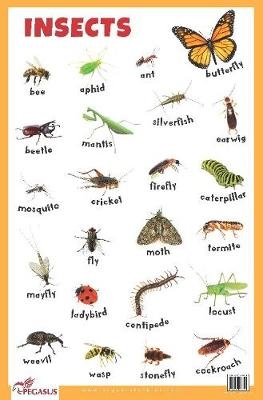 Insects Educational Chart -  Pegasus