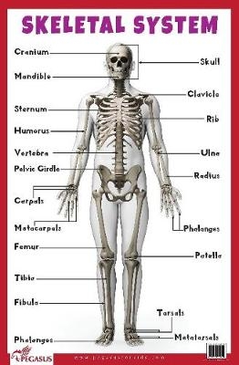 Skeletal System -  Pegasus