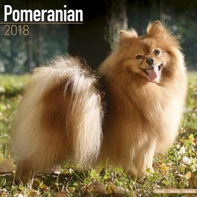 Pomeranian Calendar 2018 -  Avonside Publishing Ltd