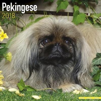 Pekingese Calendar 2018 -  Avonside Publishing Ltd