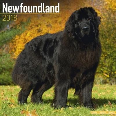 Newfoundland Calendar 2018 -  Avonside Publishing Ltd