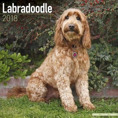 Labradoodle Calendar 2018 -  Avonside Publishing Ltd