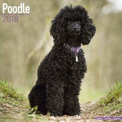 Poodle Calendar 2018 -  Avonside Publishing Ltd