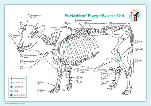 Akupunktur-Tafel Rind/Kuh - Layena Bassols Rheinfelder